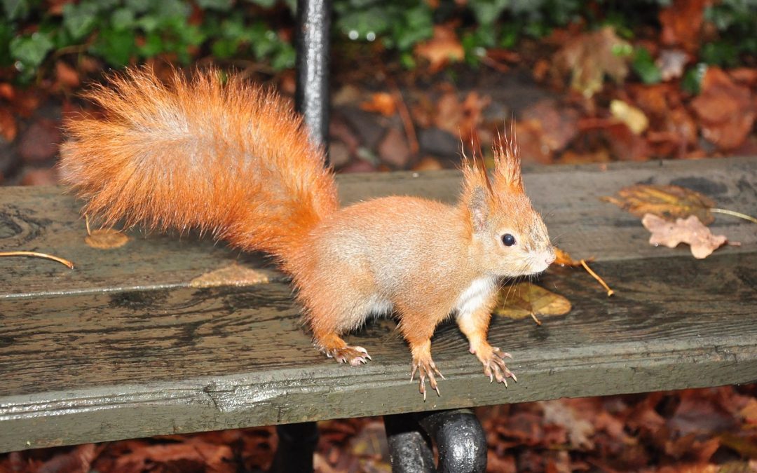 Prosedur Resmi Melapor WNA di Padang Pariaman